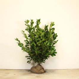 Cherry laurel 125/150cm Root ball 