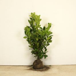 Cherry laurel 80/100cm Root ball 