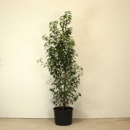 Portuguese Laurel 120/150cm 15L pot