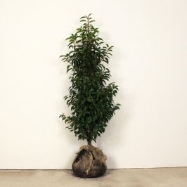 Portuguese laurel 100/125cm Root ball 