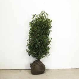 Portuguese laurel 125/150cm Root ball 