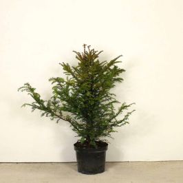 English Yew 90/120cm 10L pot