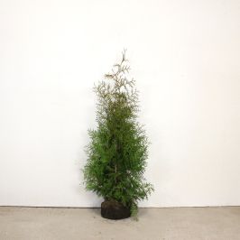 Western Red Cedar 125/150cm Root ball 