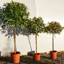 Topiary Standard Photinia 'Red Robin' (Photinia x fraseri 'Red Robin')
