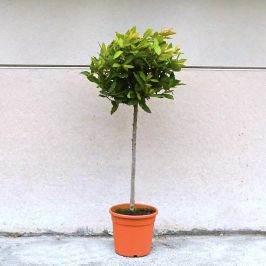 Bay Laurel Topiary Standard 30/40cm head 9L Pot