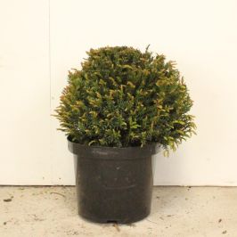 Topiary Ball 40/45cm 10L English Yew (Taxus baccata) 