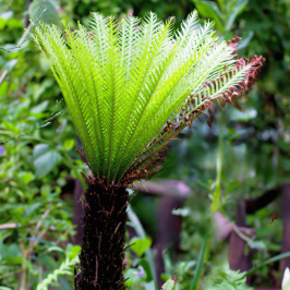 Soft Tree Fern (Dicksonia antarctica)