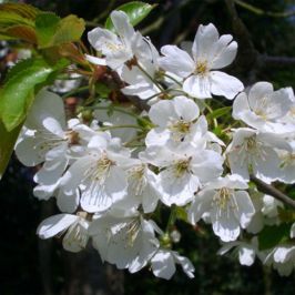Wild Cherry hedging shrubs flowers