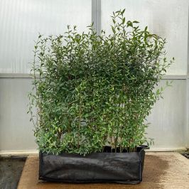 Wild Privet Trough 80/100cm 53L 