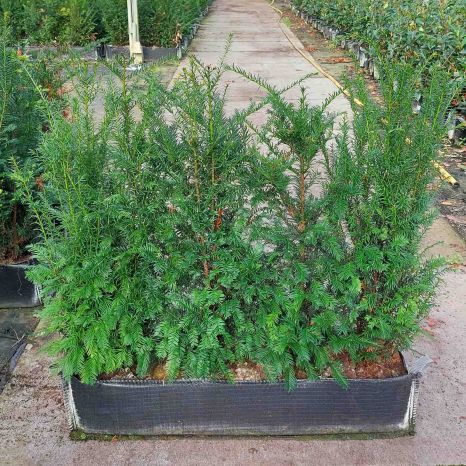 English Yew 40L 80/100cm 1 metre trough