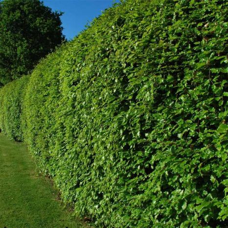 Beech 90L 150/175cm 1 metre trough