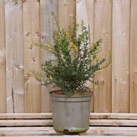 Berberis Evergreen 30/50cm 5L pot