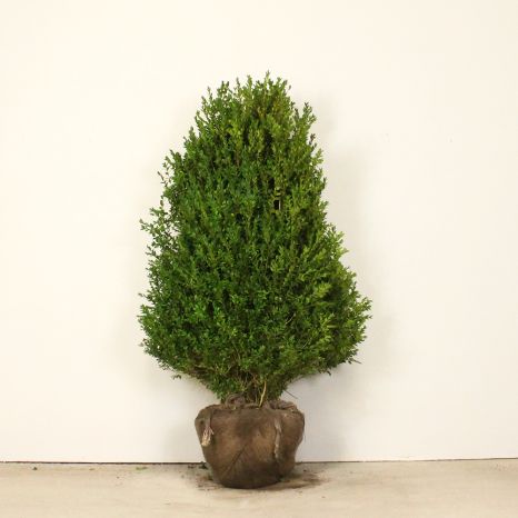 Box 100/120cm root ball