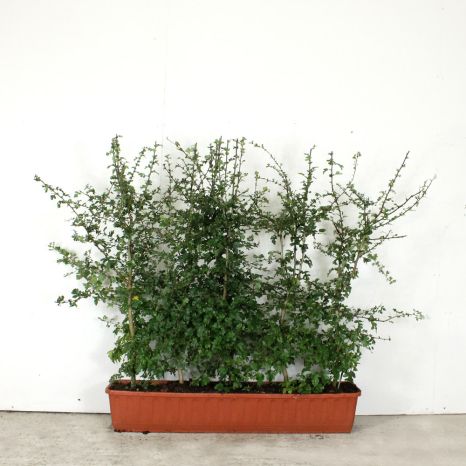 Hawthorn 53L 80/100cm 1 metre trough