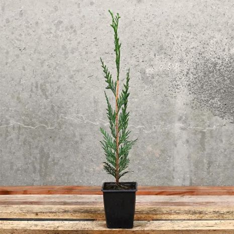 Leylandii 30/40cm 9cm Pot