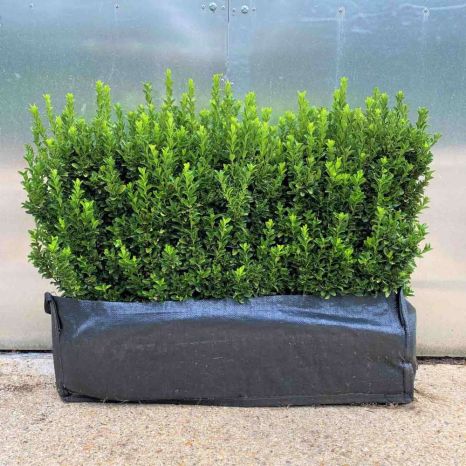 Euonymus 'Jean Hugues' 50/60cm 53L 85cm Trough
