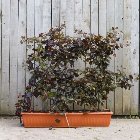Purple Beech 80/100cm 1 Metre Trough