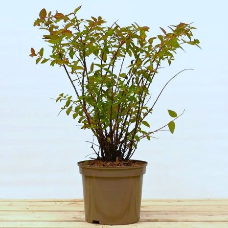 St John's Wort 30/50cm 5L pot