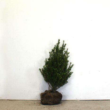 Japanese Holly 80/100cm root ball
