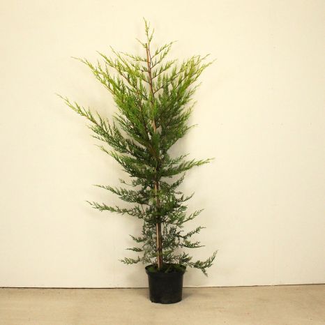 Leylandii 120/150cm 10L pot