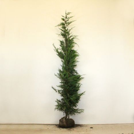 Leylandii 200/225cm root ball