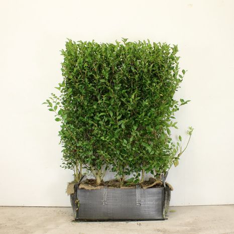 Privet 140/160cm 1 Metre Trough