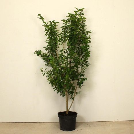 Common Privet 150/175cm 15L pot