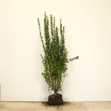 Privet 150/175cm root ball