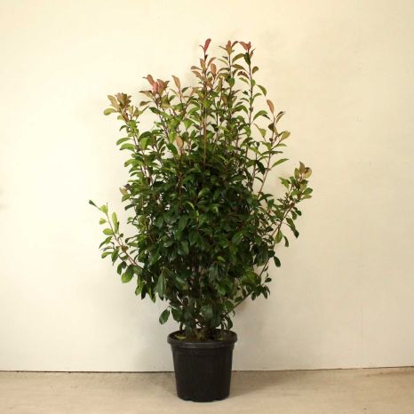 Photinia 'Red Robin' 120/150cm 7L pot