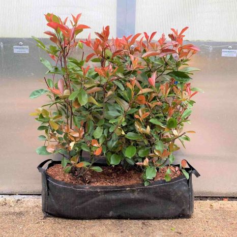 Photinia 'Red Robin' 53L 80/100cm 1 metre trough