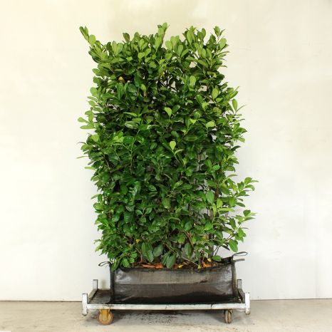 Cherry Laurel 90L 160/180cm 1 metre trough