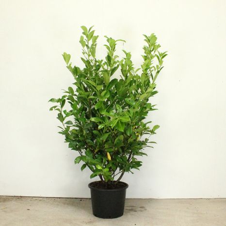Cherry Laurel 150/175cm 15L pot