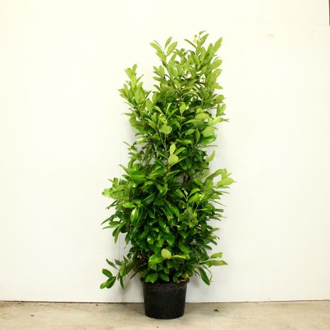 Cherry Laurel 175/200cm 15L pot