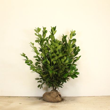 Cherry laurel 125/150cm root ball