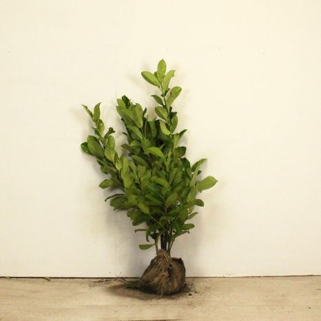 Cherry laurel 60/80cm root ball