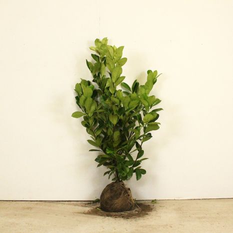 Cherry laurel 80/100cm root ball
