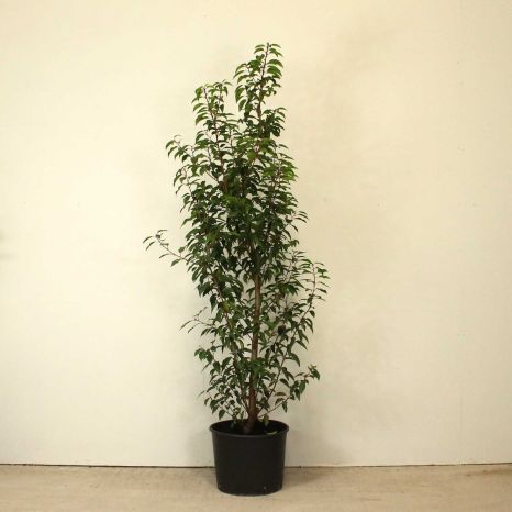 Portuguese Laurel 120/150cm 15L pot
