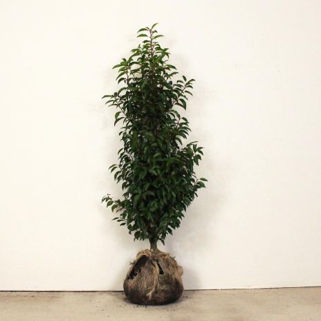 Portuguese laurel 100/125cm root ball