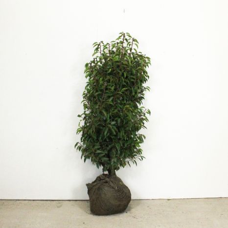 Portuguese laurel 125/150cm root ball