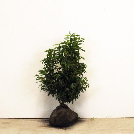 Portuguese laurel 60/80cm root ball