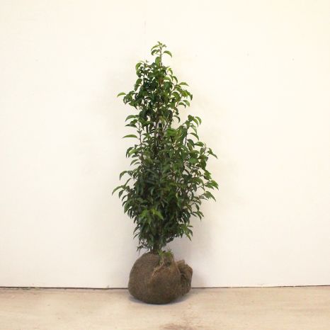 Portuguese laurel 80/100cm root ball