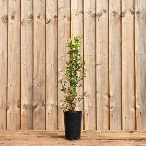 Pyracantha Red 40/60cm 2L Pot