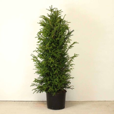 English Yew 120/150cm 20L pot