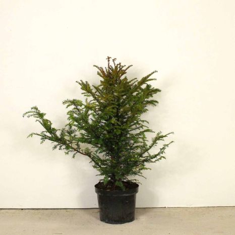 English Yew 90/120cm 10L pot