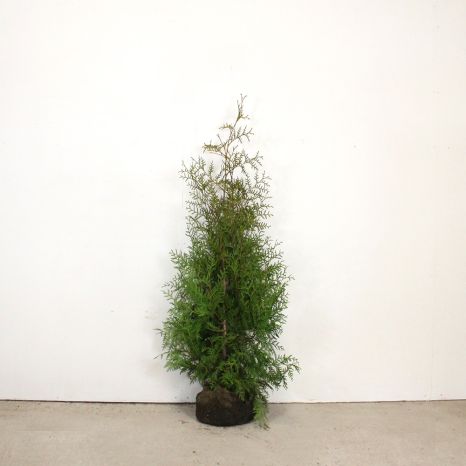 Western Red Cedar 125/150cm root ball