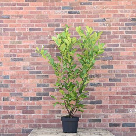Cherry Laurel 120/150cm 10L pot