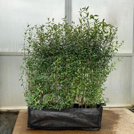 Wild Privet 80/100cm 1 Metre Trough