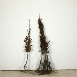 Beech 90/120cm bare root 