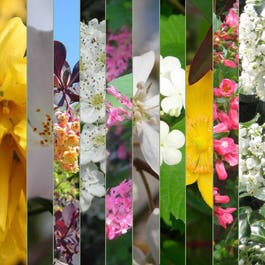 Tapestry hedge pack - Flowering | 10 plants 40/60cm Pot Grown x50