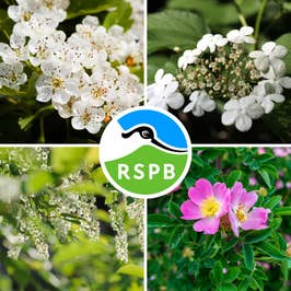 RSPB Approved Flowering Bird Friendly hedging